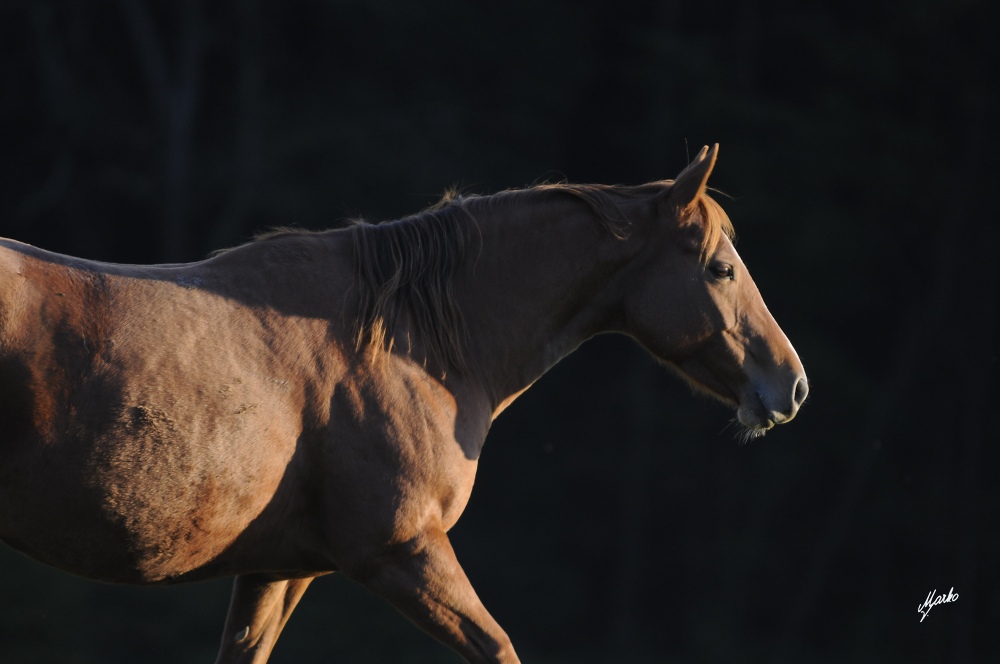 American Quarter Horse