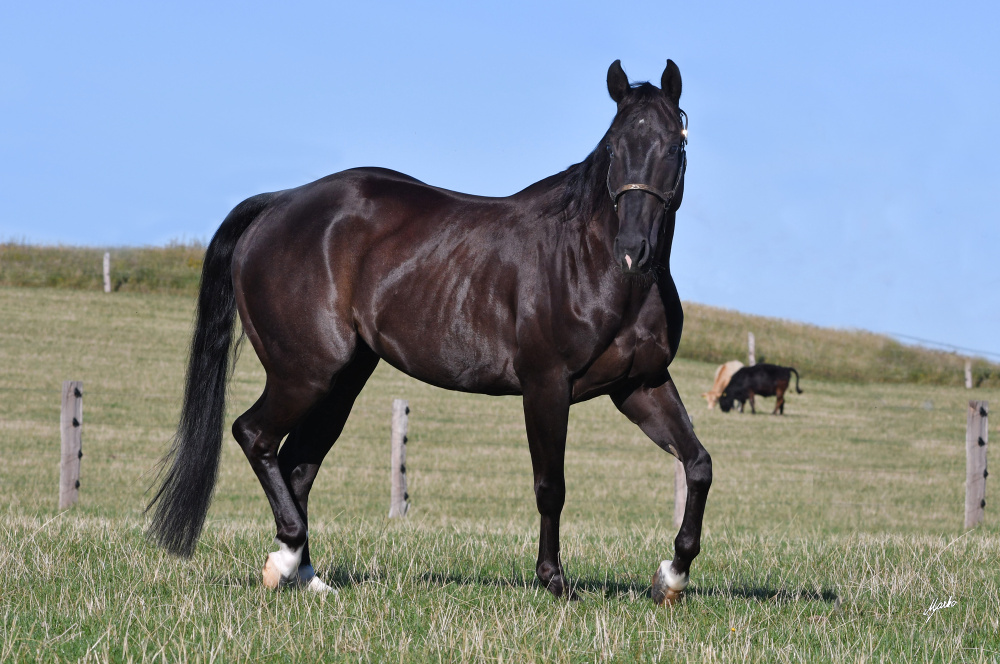 American Quarter Horse