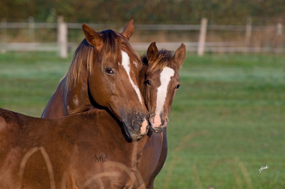 Appaloosa