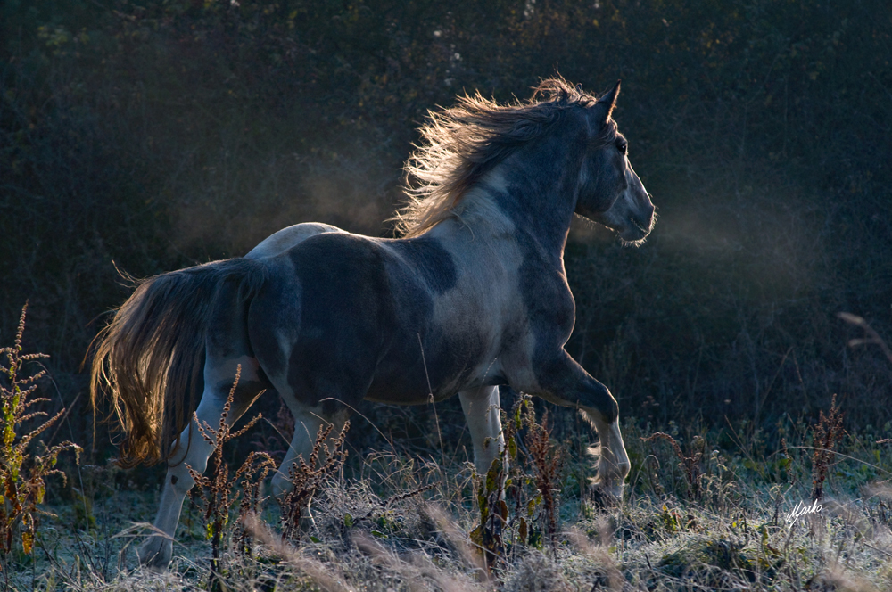 Irish Crossbred