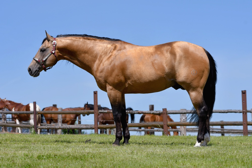 American Quarter Horse