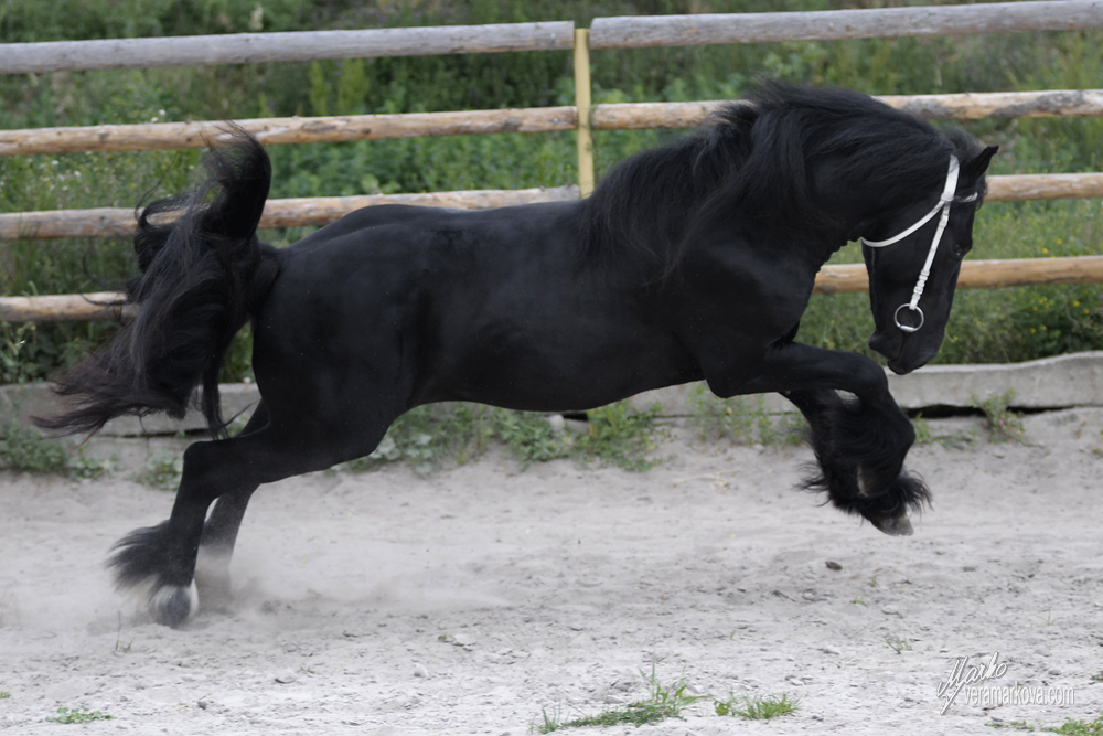 Daleský pony