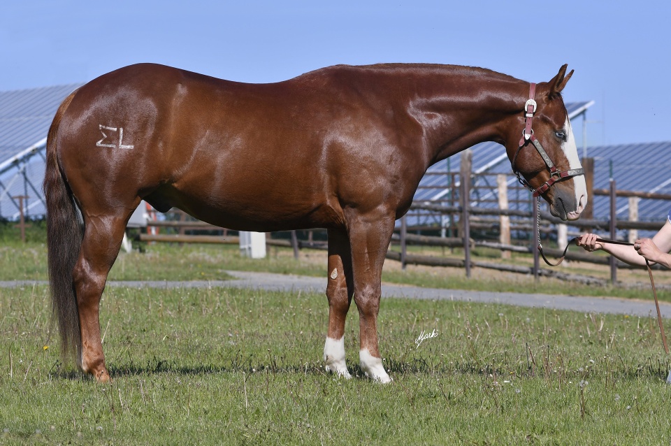 American Quarter Horse