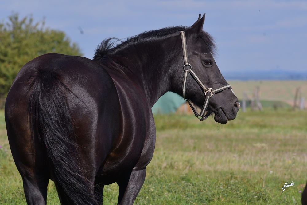 Appaloosa