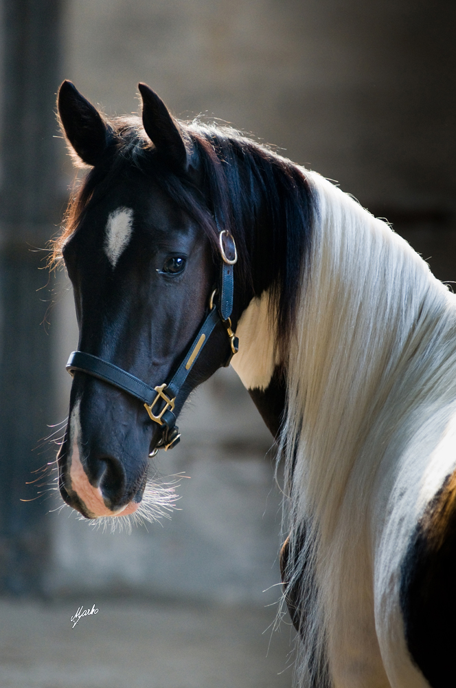 Barock pinto
