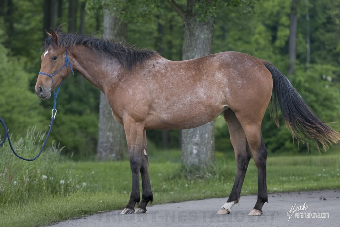 appaloosa