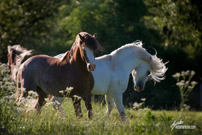 Welsh mountain pony