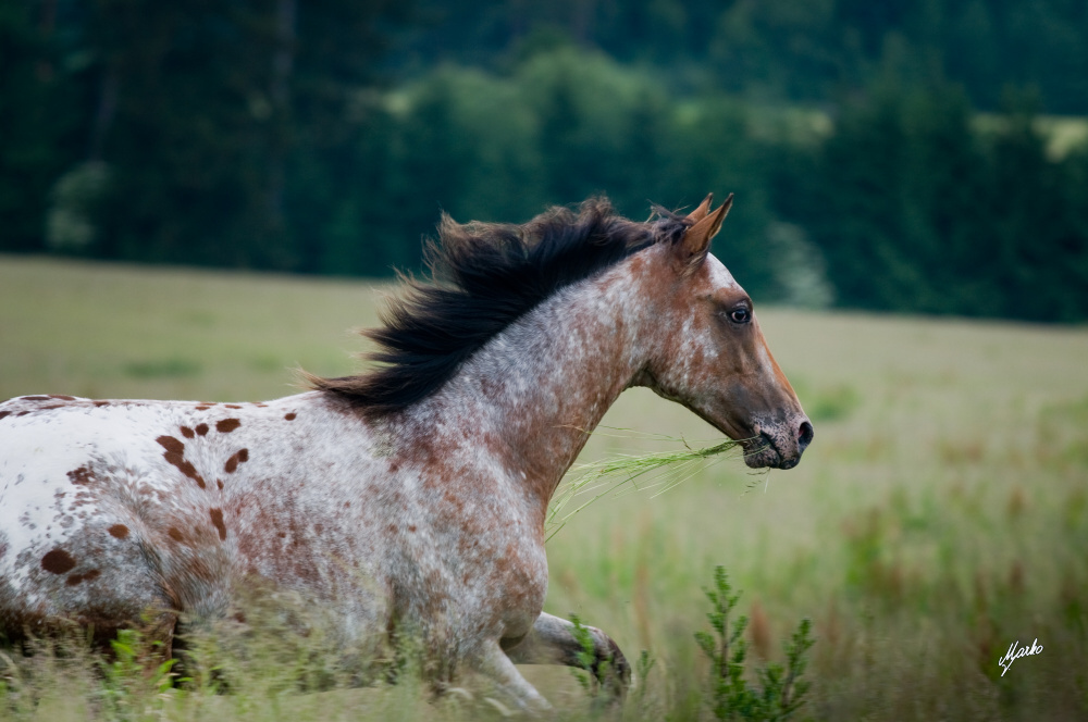 Appaloosa