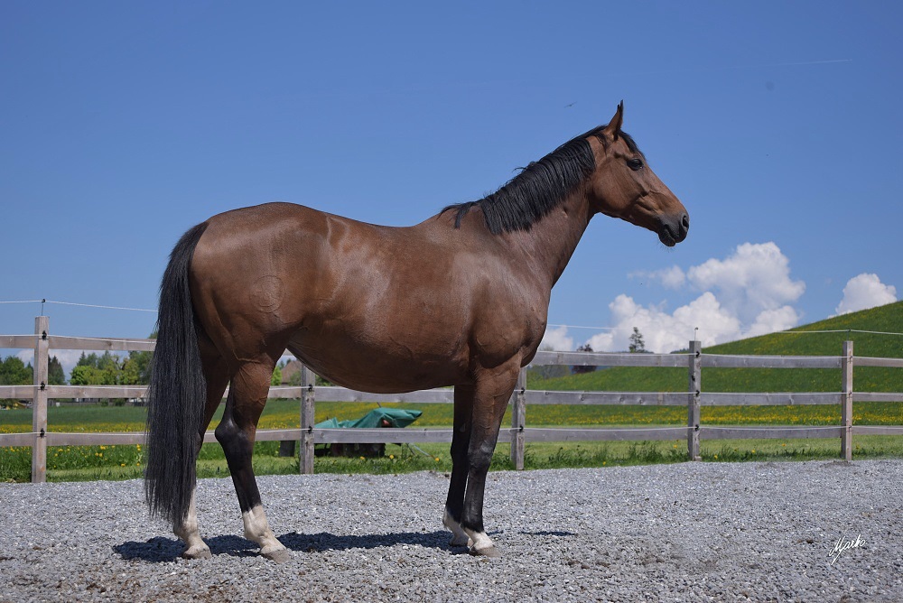 Einsiedler Pferd