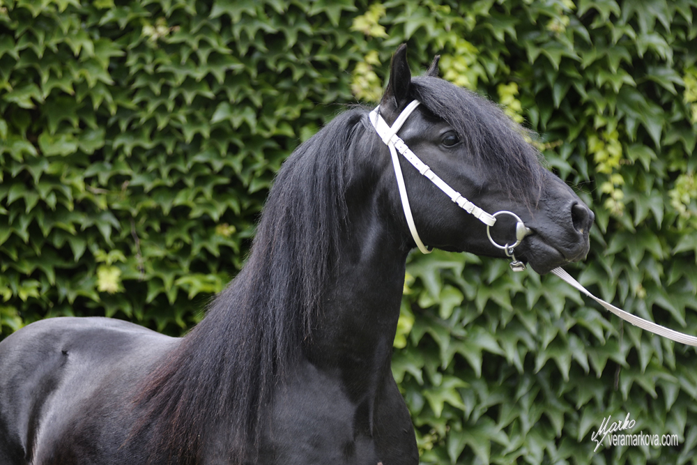 fell pony