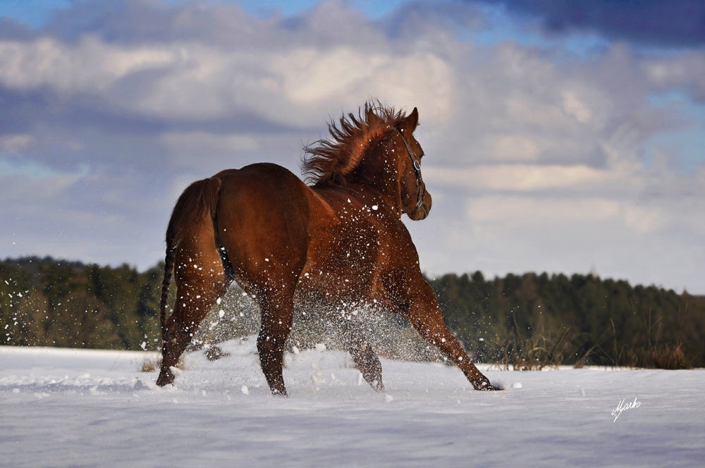 American Quarter Horse