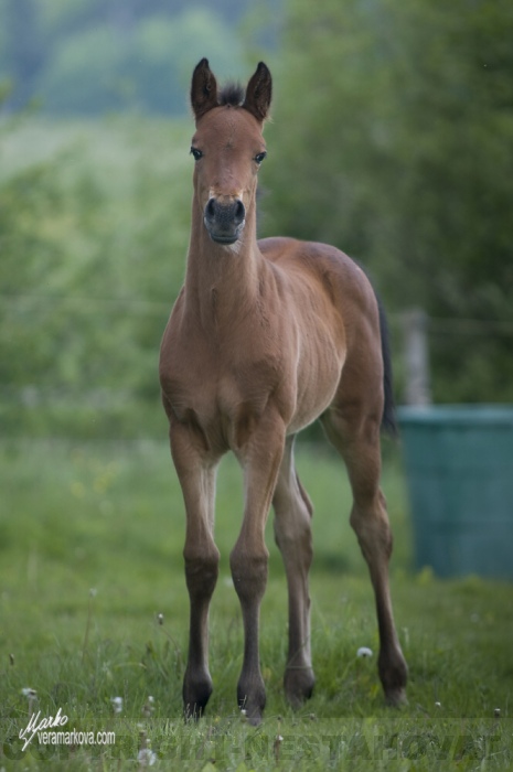 appaloosa