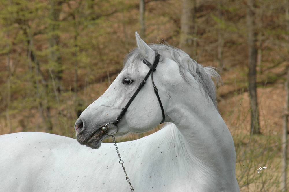 Shagya arab