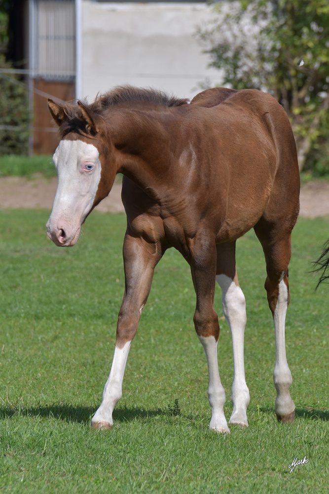 American Paint Horse