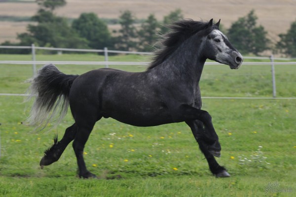 fellský pony