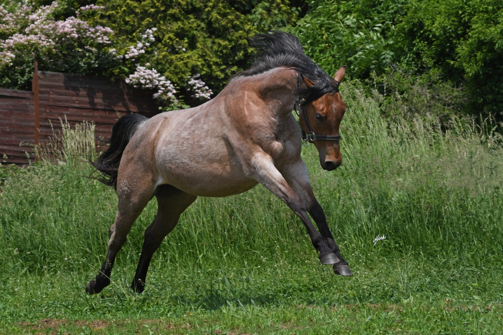 American Quarter Horse