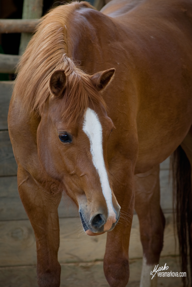 Appaloosa