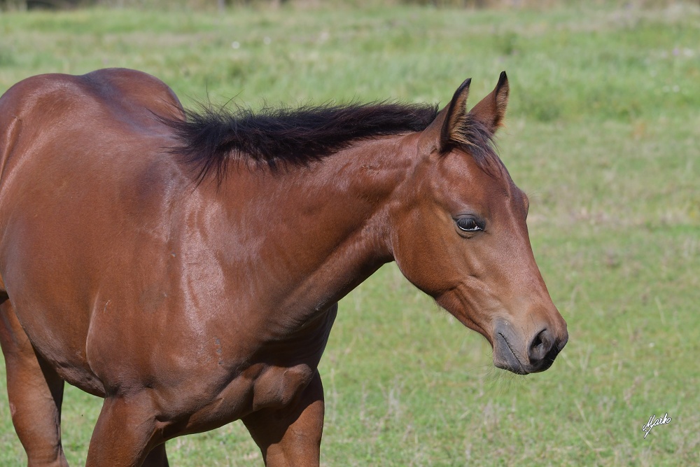 American Quarter Horse