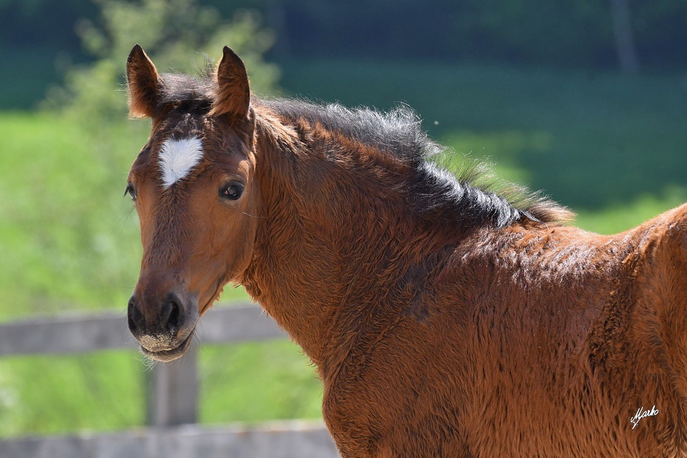 Einsiedler Pferd