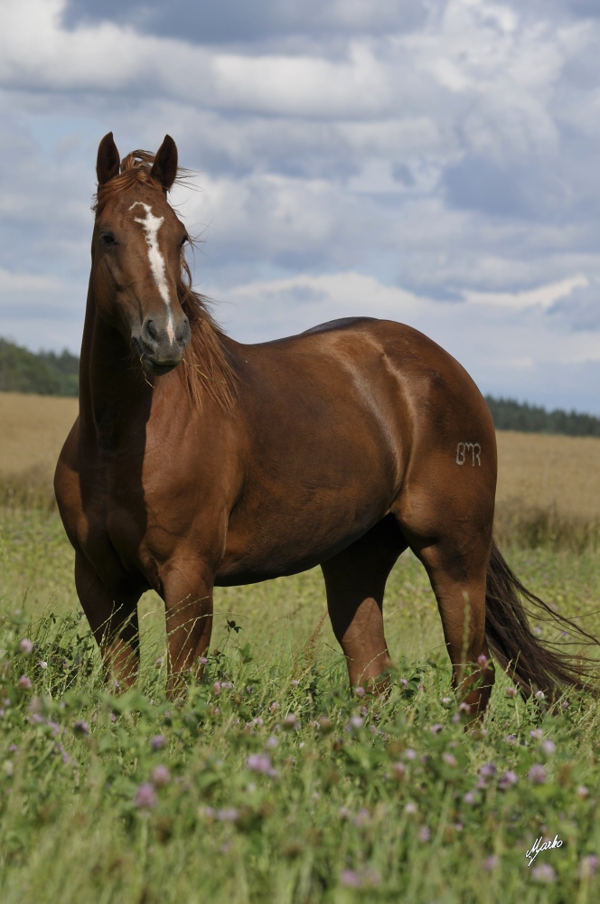 American Quarter Horse