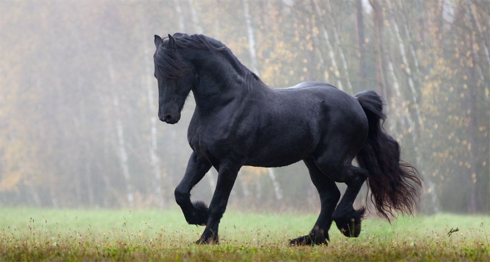 Fríský kůň hřebec Eelco R