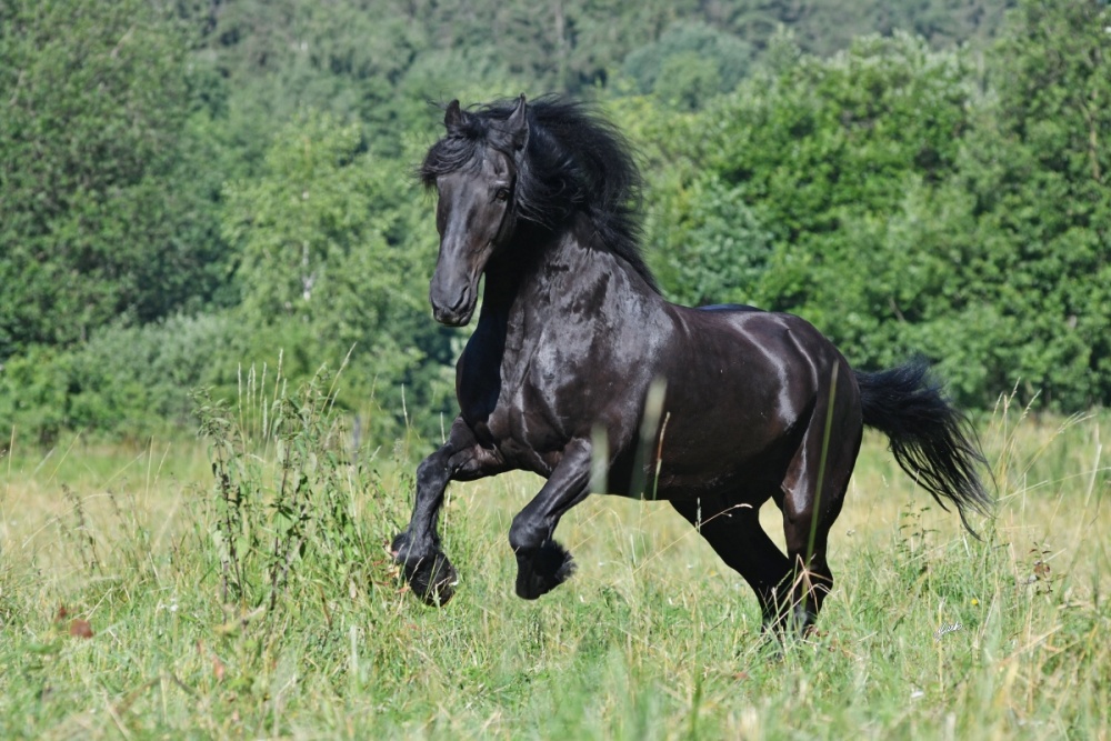 Fríský kůň