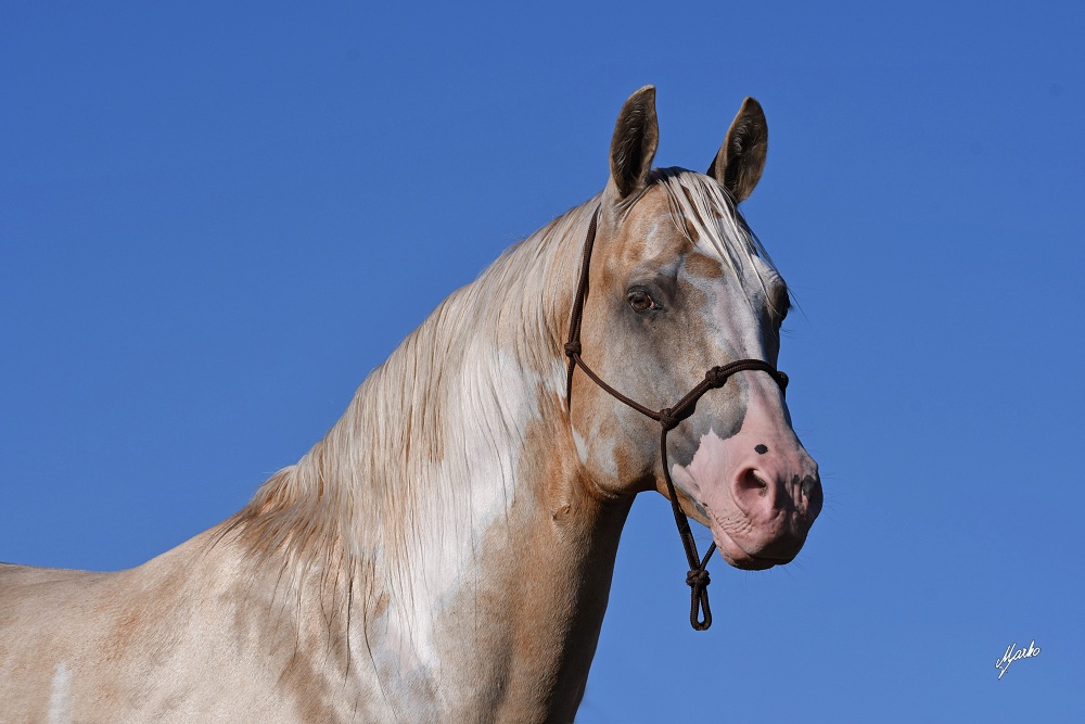 American Paint Horse