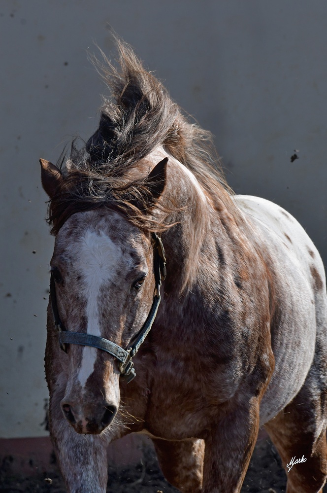 Appaloosa