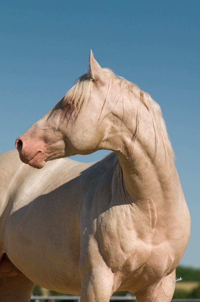 American Quarter Horse