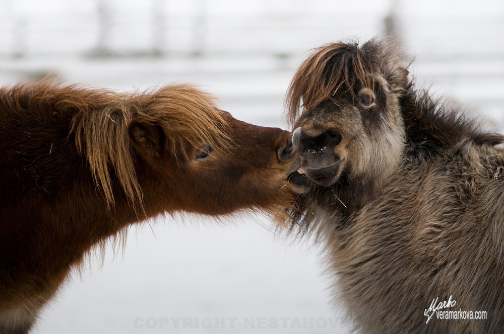 Shetland pony