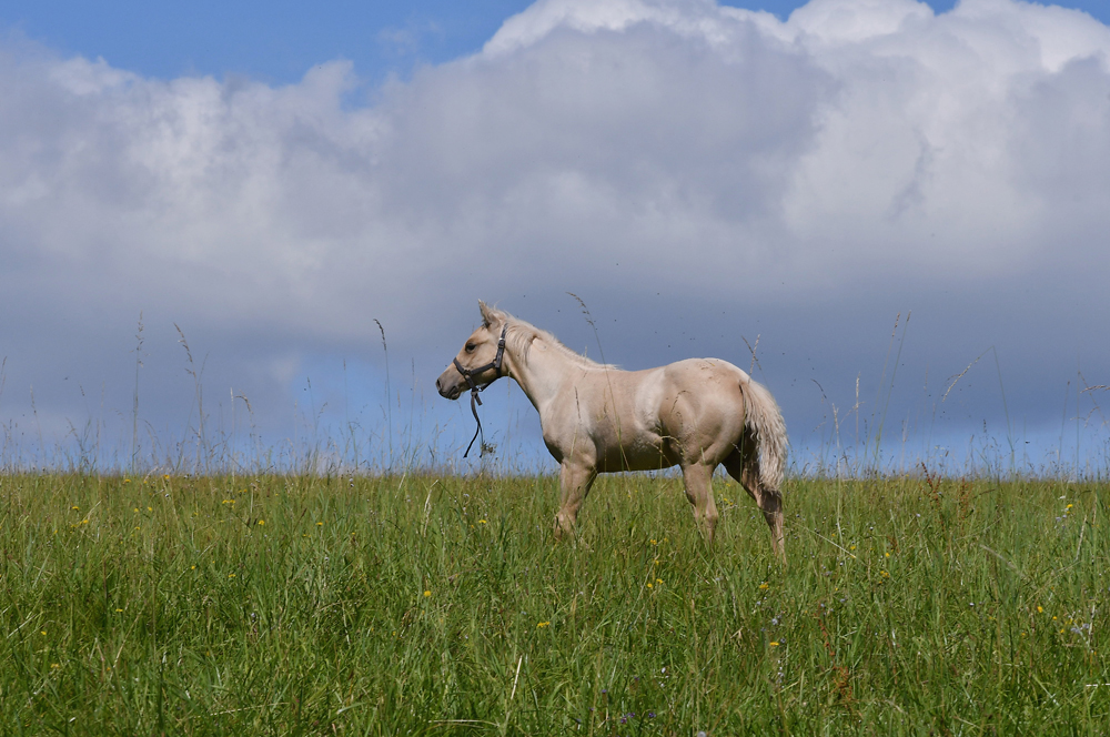 American Quarter Horse