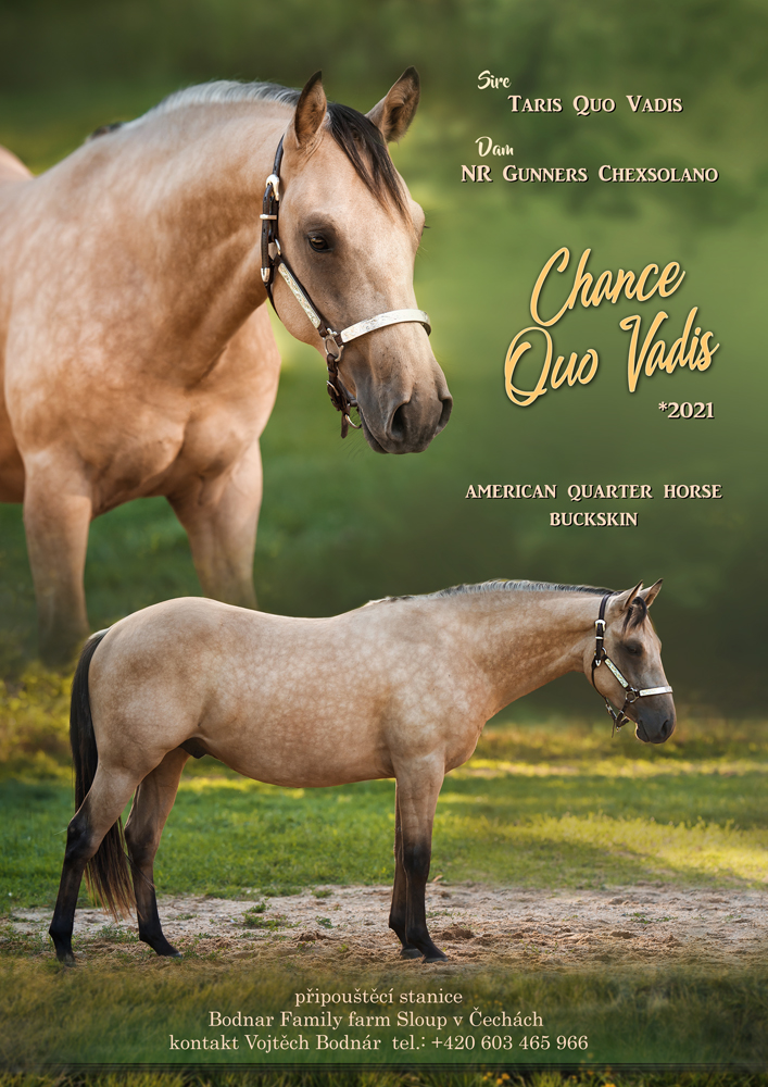 Chance Quo Vadis - American Quarter Horse
