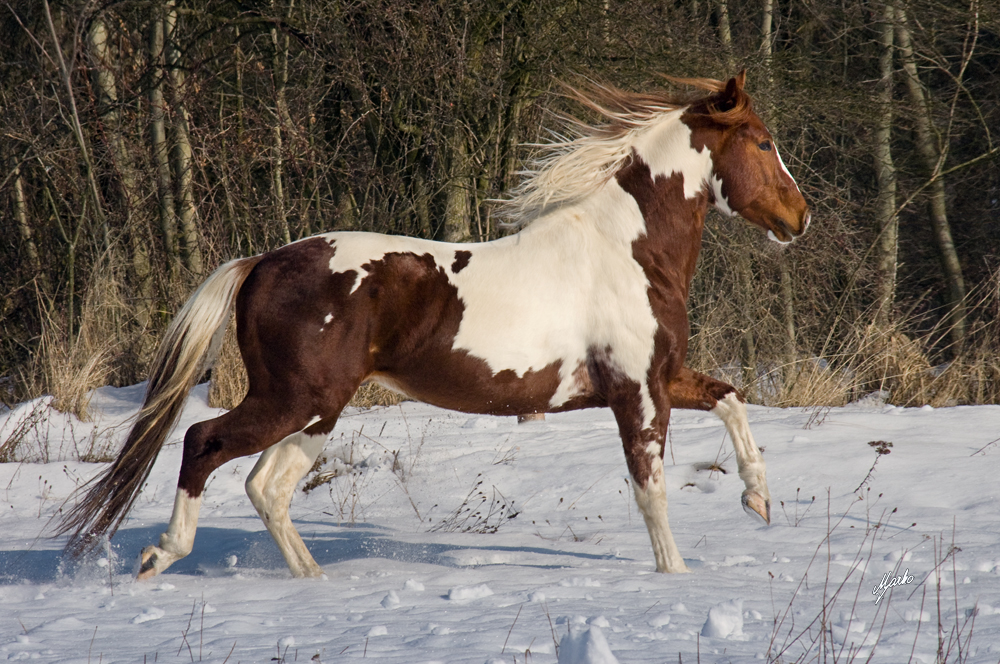 American Paint Horse