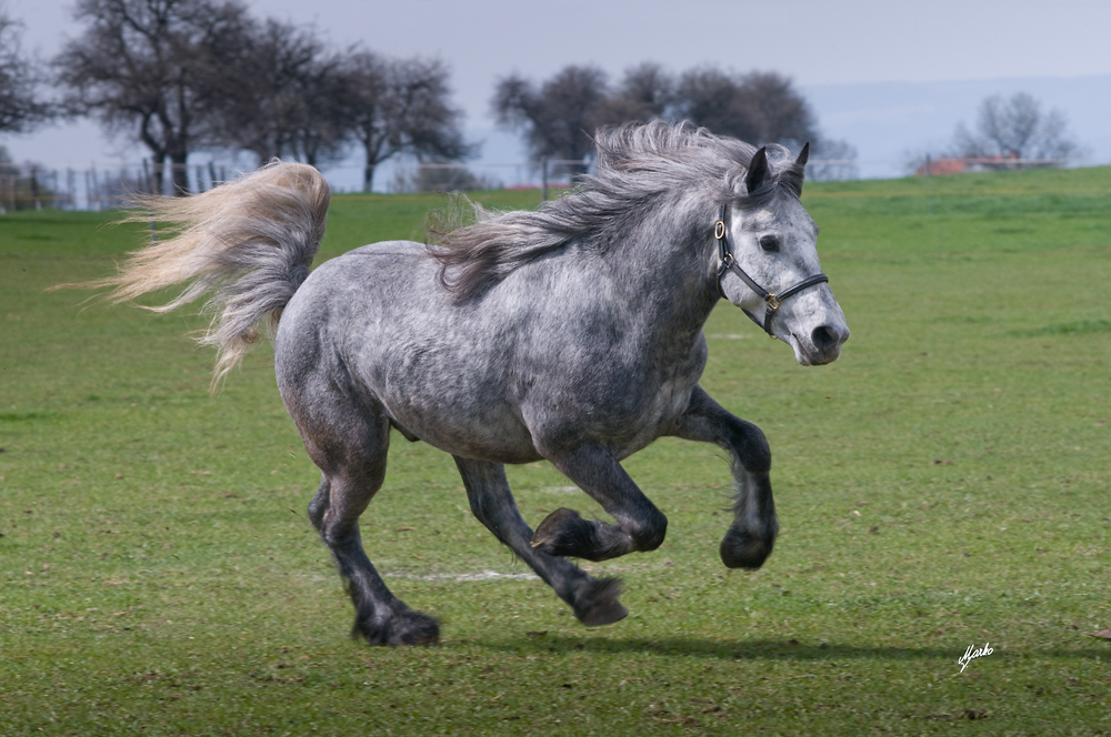 Fell pony