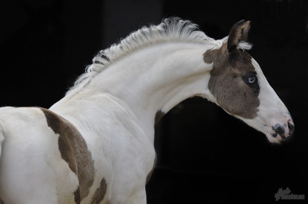 barok pinto