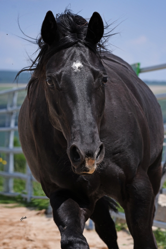 American Quarter Horse