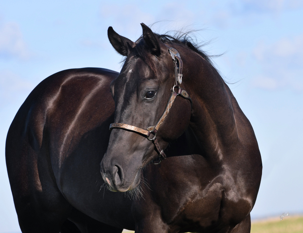 American Quarter Horse