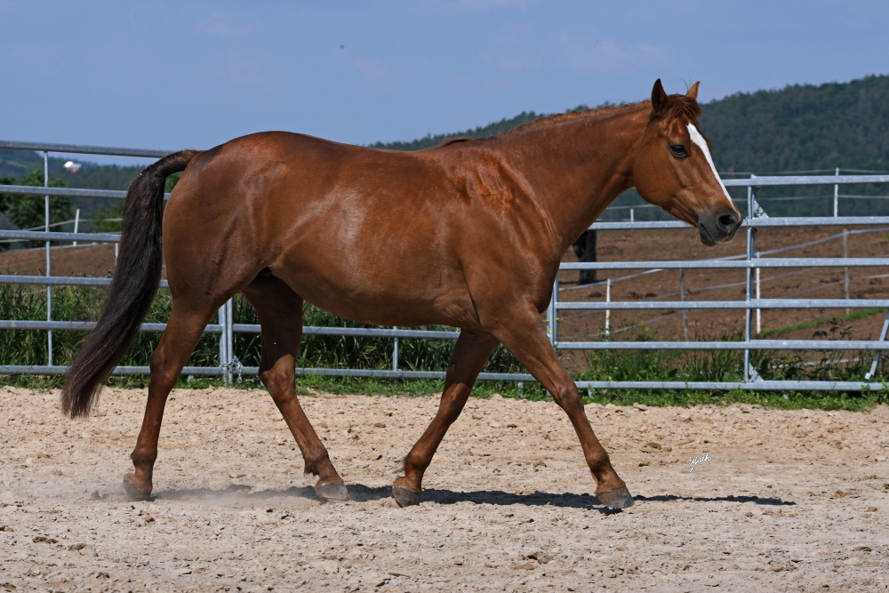American Paint Horse