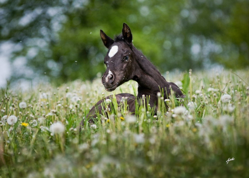 American Quarter Horse