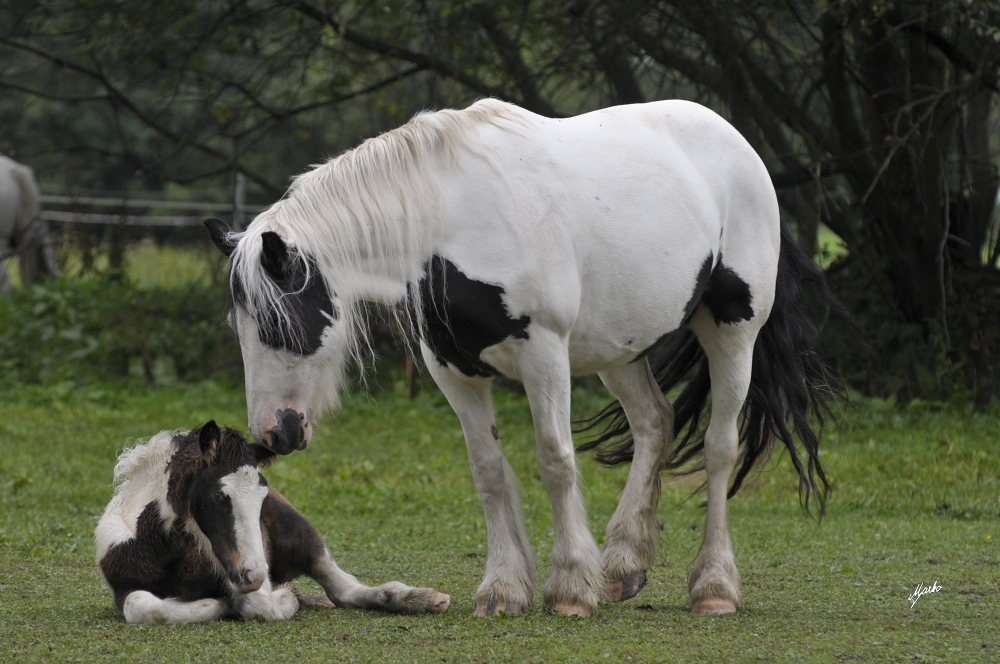 Irish cob