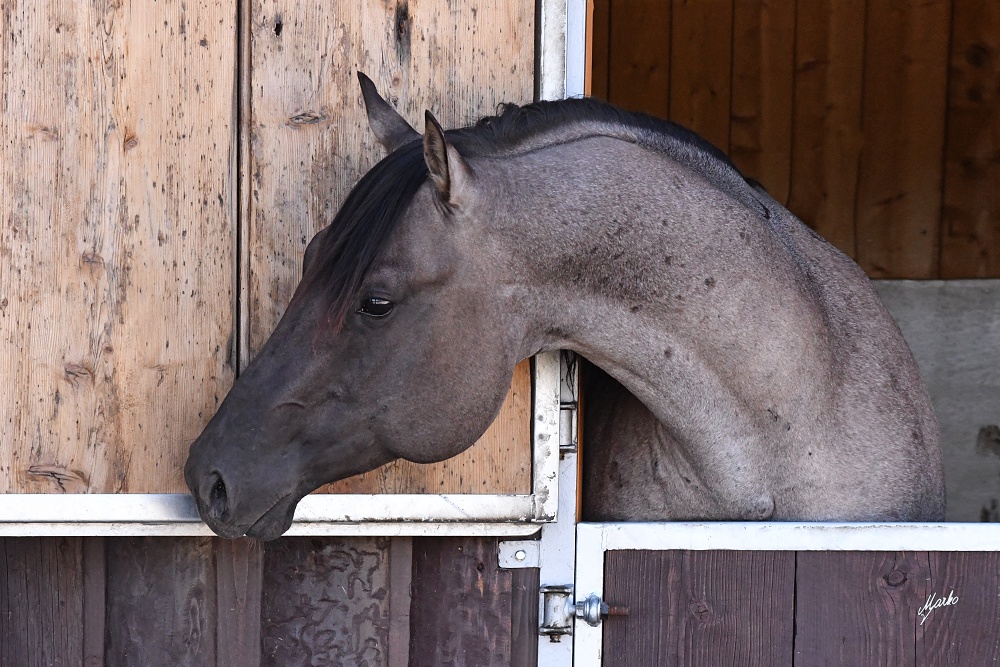 American Quarter Horse