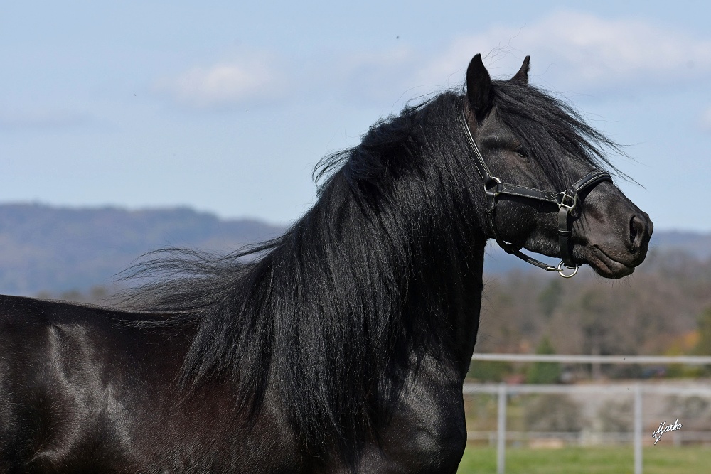 Fell pony
