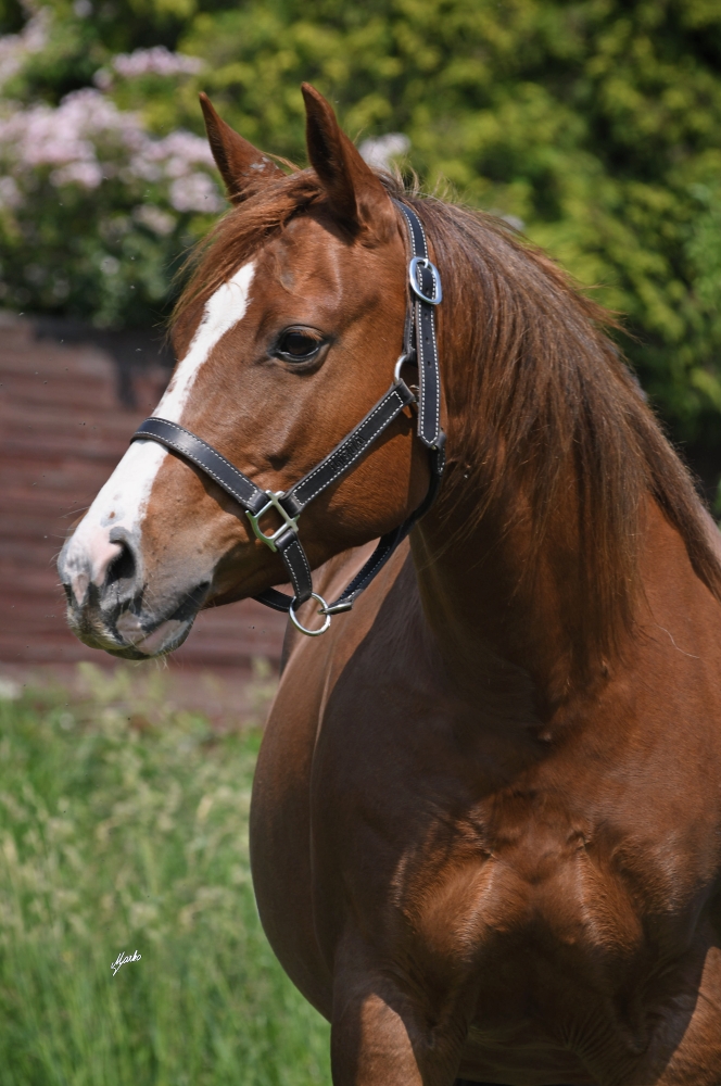 American Quarter Horse