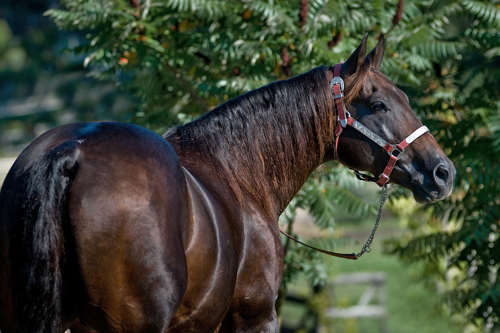 American Quarter Horse