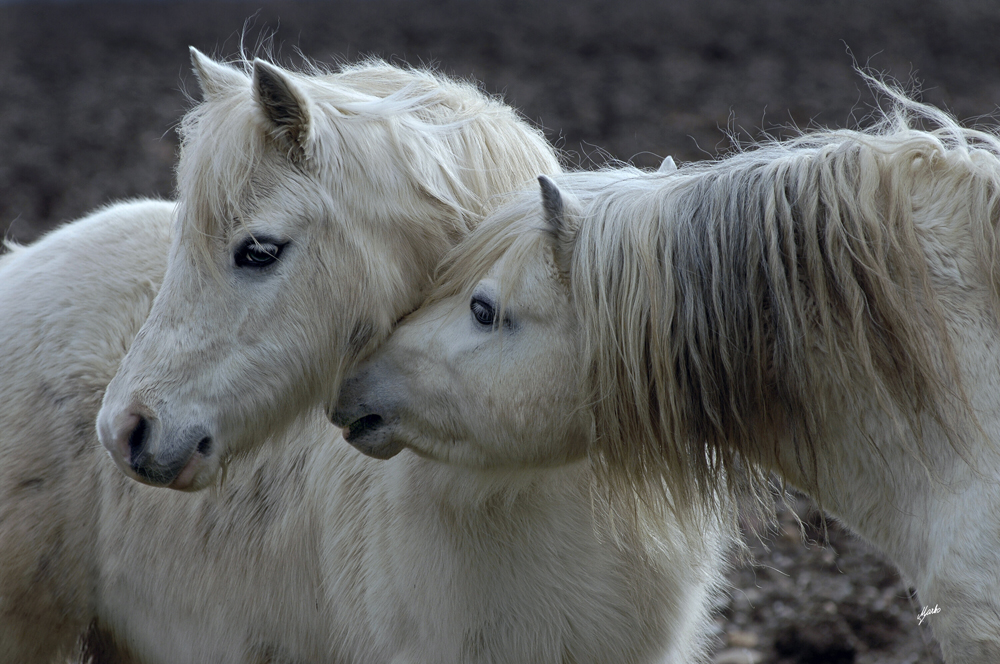 welsh mountain pony