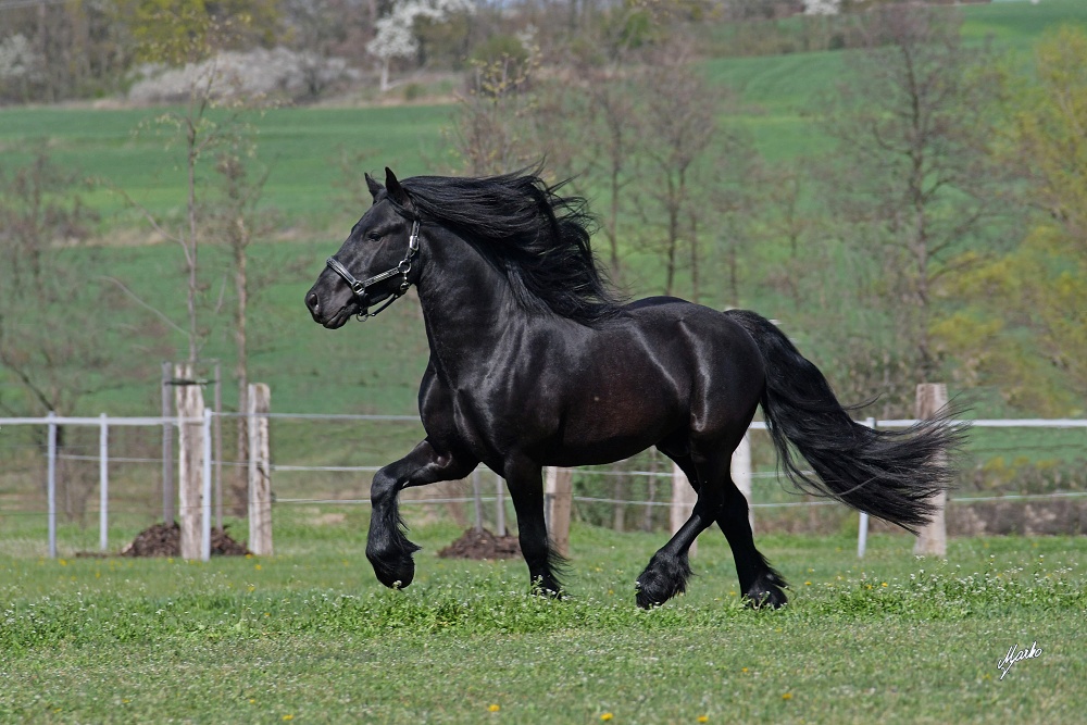 Fell pony