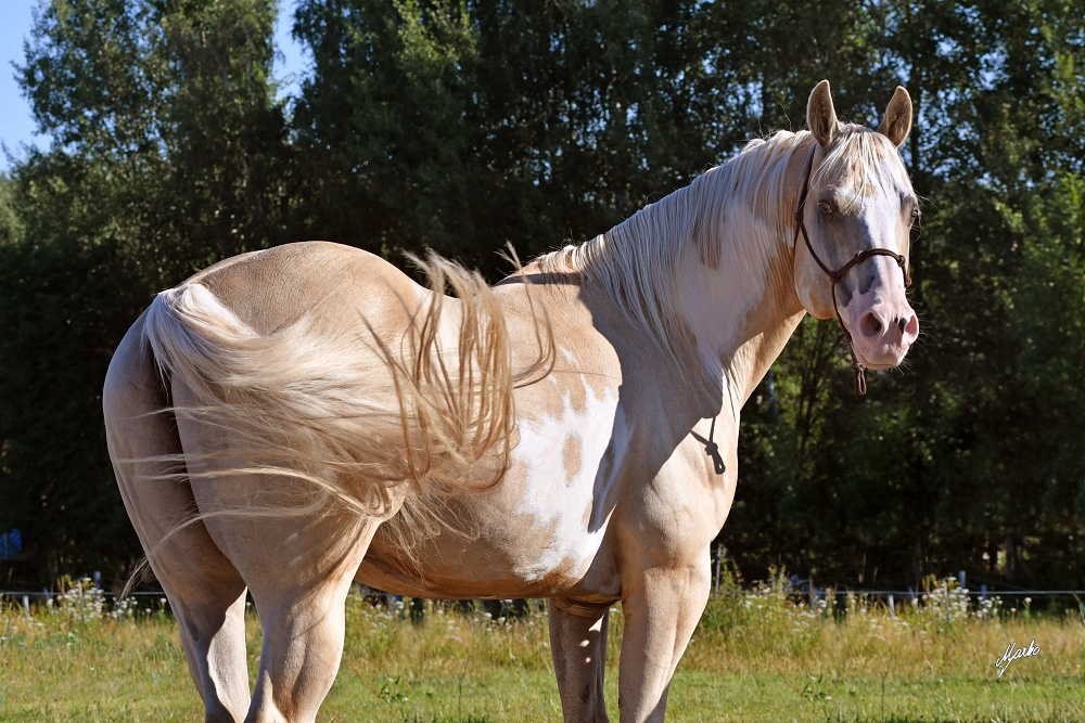 American Paint Horse