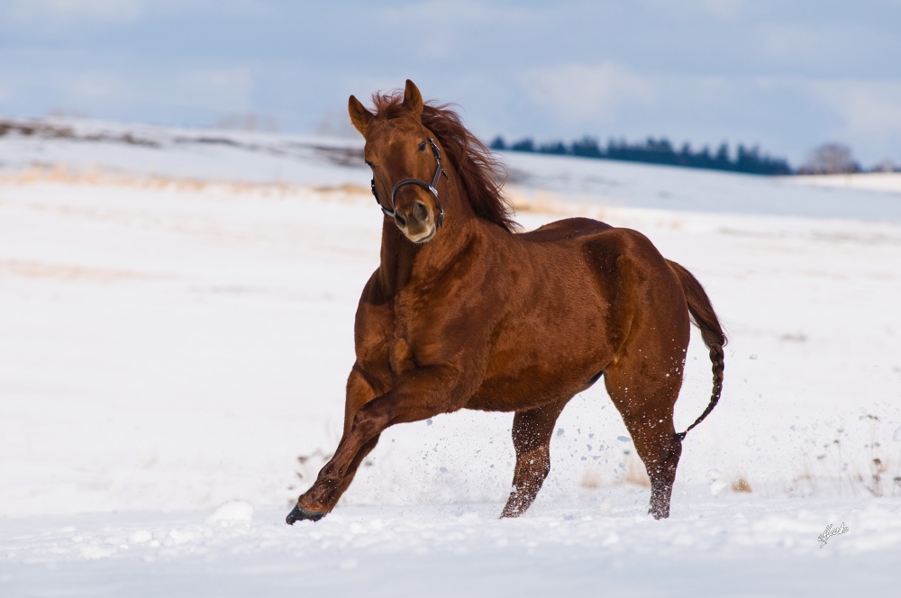 American Quarter Horse