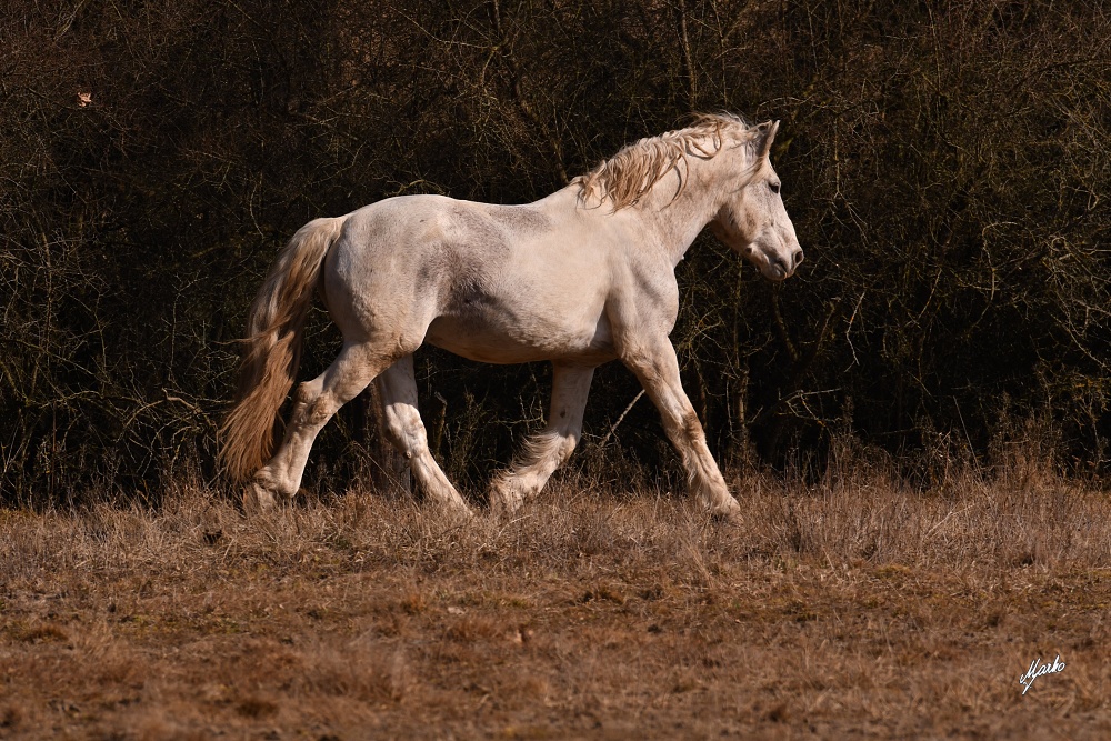 Irish cob crossbred