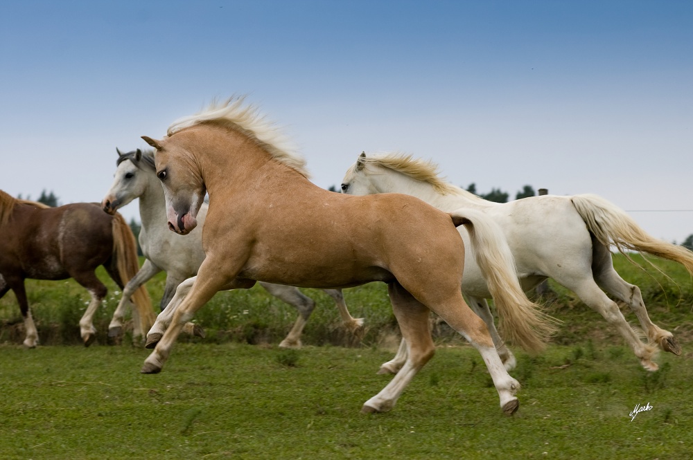Welsh mountain pony